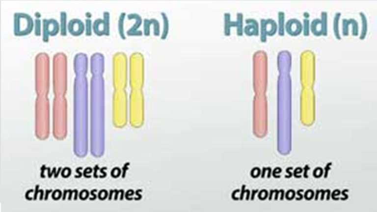 6.1 GENETIC MATERIAL AND CHROMOSOMES The number of chromosomes of each species is always constant.