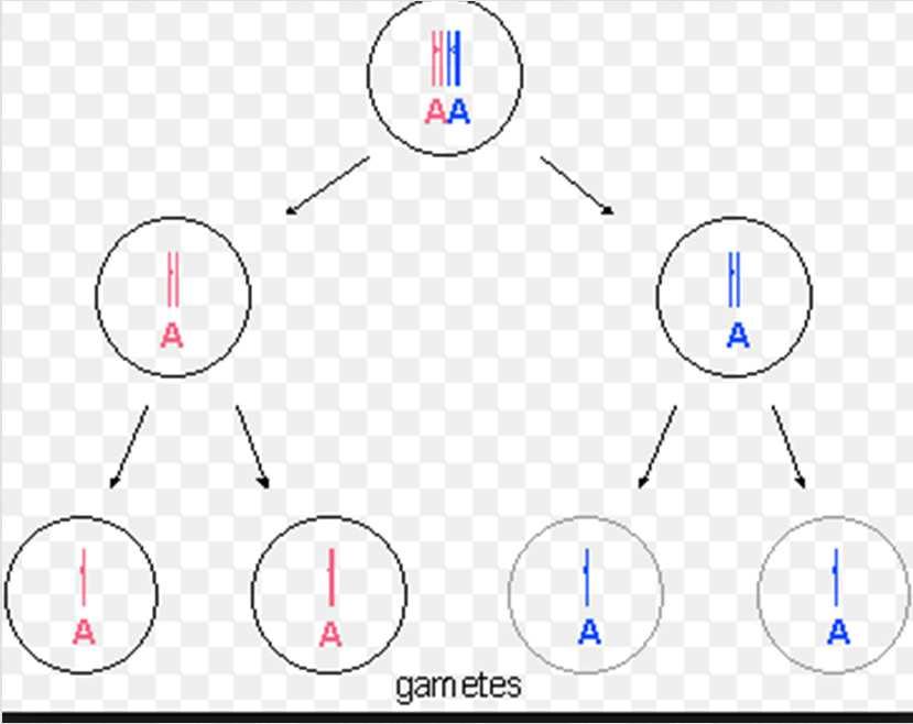 6.2 MEIOSIS It is a very special division which can only be found in diploid cells and it is related with sexual reproduction.