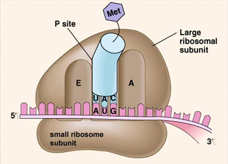3. THE ANATOMY OF A CELL The cytoplasm: The most important organelles are the