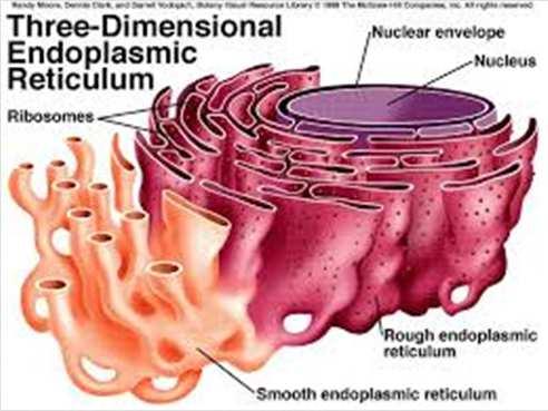 There are two types: Rough endoplasmatic reticule: close to the nucleus and in contact with the nuclear envelope.