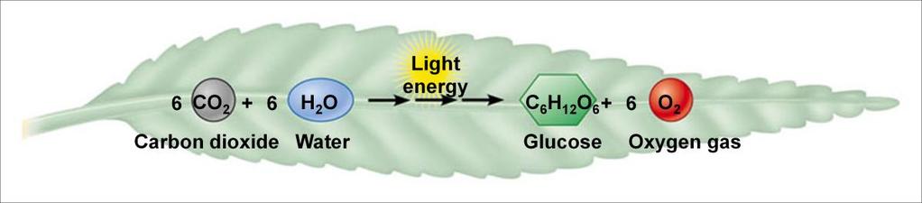 Photosynthesis Learning Objectives: Explain the importance of photosynthetic pigments for transformation of light energy into