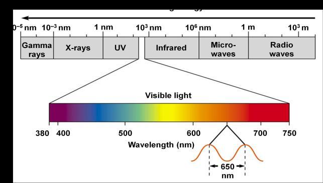 Isolation of individual photosynthetic pigments Individual pigments will be isolated using cut-out paper strips from the paper chromatogram.