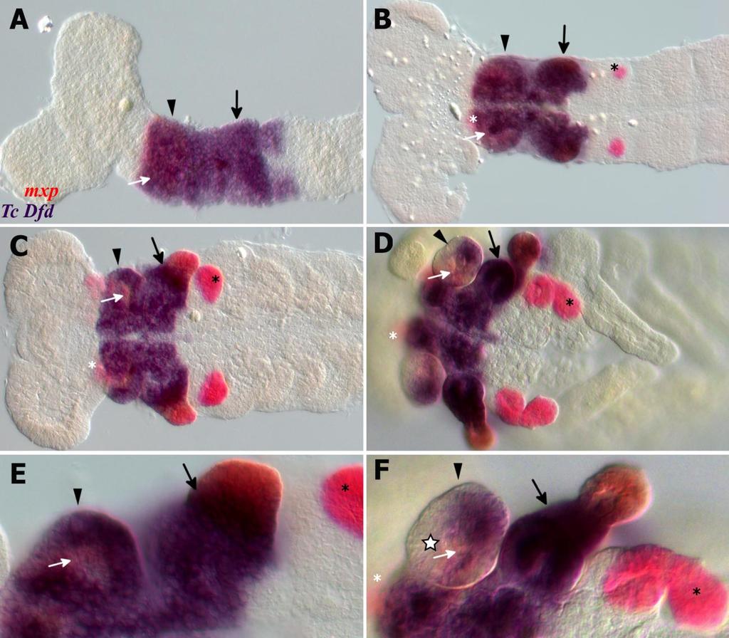 Fig.4.4. Expression of the Hox genes Tc Dfd and mxp in the gnathal appendage segments during embryogenesis. All views are ventral with anterior to the left.