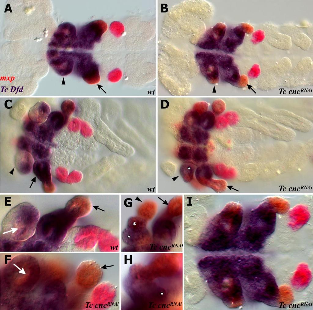 Fig.4.8. Tc cnc represses the Hox genes Tc Dfd and mxp in the mandibular appendage.