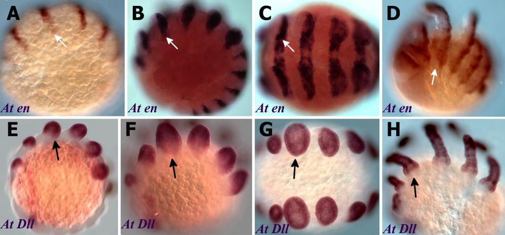 Fig.6.5. Expression of homologues of segment polarity gene engrailed and the PD domain gene Dll in Achaearanea embryos. Gene expression was detected by in situ hybridization.