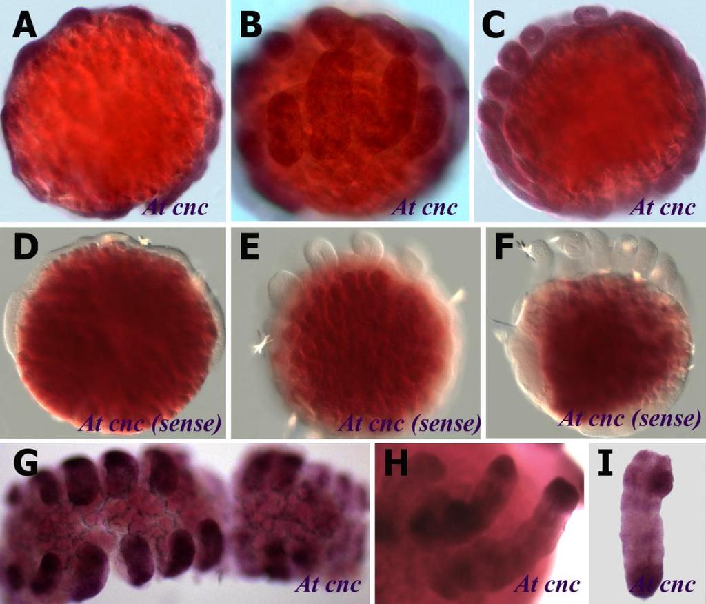 Fig.6.8. in situ hybridations with At cnc antisense and sense probes in Achaearanea embryos. Gene expression was detected by in situ hybridization. Anterior is to the left, ventral is top.