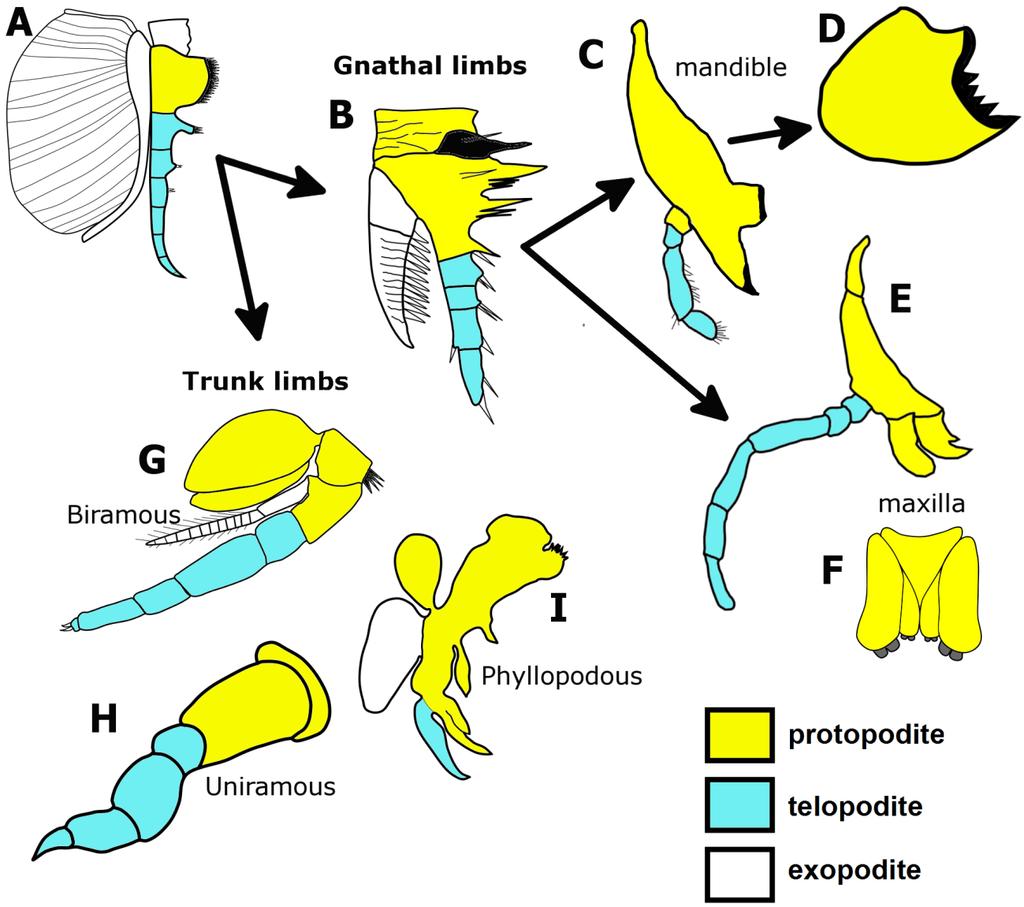 Fig.1.3. Evolution of post-antennal arthropod appendages from the ancestral biramous limb.