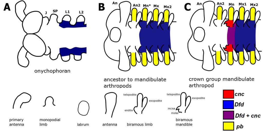 Fig.7.6 Post-antennal expression patterns of cnc, Dfd and pb in a hypothetical non-mandibulate ancestor to Mandibulata and a hypothetical ancestral mandibulate arthropod.