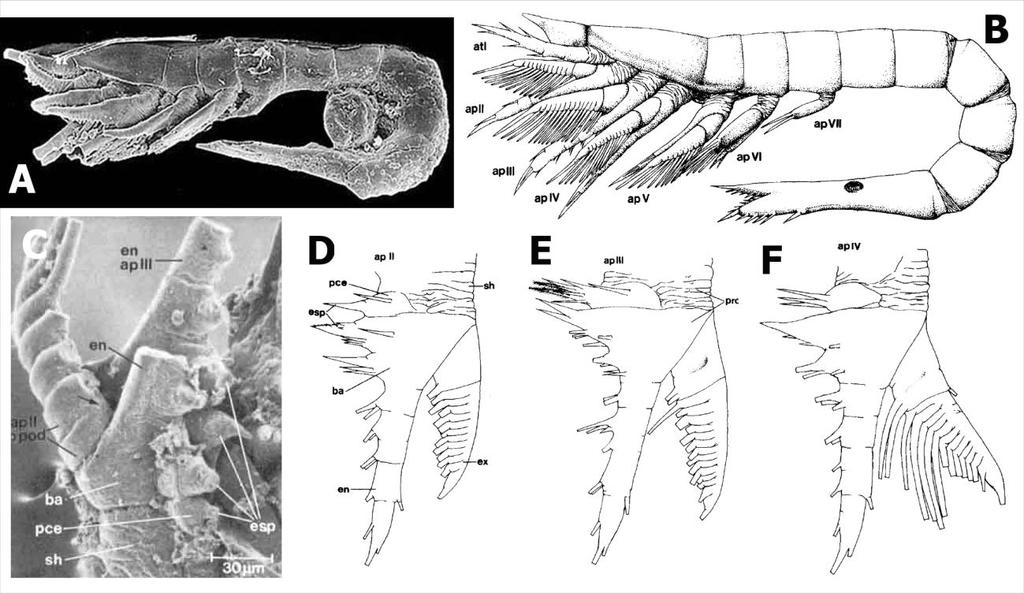 Fig.1.6. The crustaceamorph Martinssonia elongata, a possible stem lineage representative of Mandibulata. figure is adapted from Muller and Waloszek (1986). (A) SEM of Martinssonia larva.