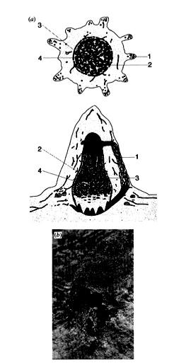 Figure 4: (a) (Bonabeau et al, 1998) Cross-section of a Macrotermes mound: (1) walls with ventilation