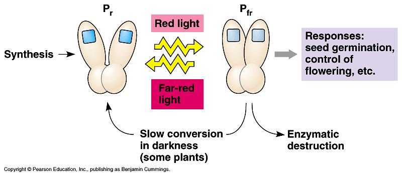 Look at the figure below to understand when long-night and short-night plants will flower. There is no night length for when plants flower.