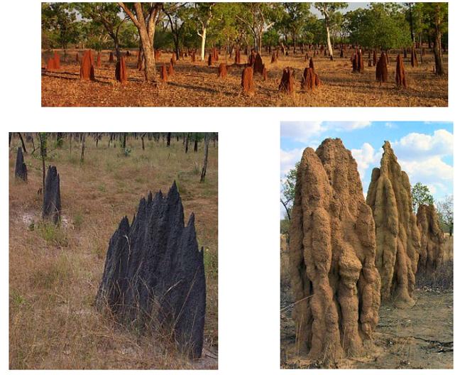 Termites Termite mounds Higher termites: Termitidae No symbiotic flagellates How