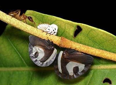 treehoppers Nesting as social