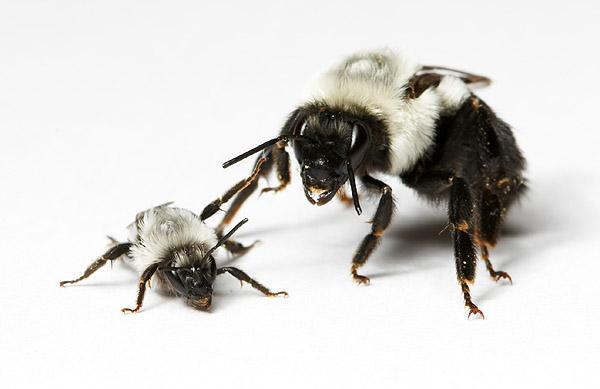 Variable # reproductives Bumblebees, Halictinae >1 female forms colony winning