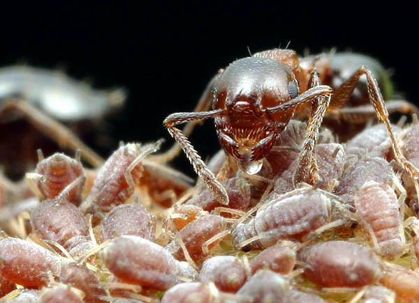 Amblyopone are specialist predators of centipedes All ants are