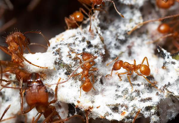 Fungus harvesters Extreme eusociality: ants (Formicidae)
