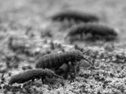 Millipedes: herbivores; fused segments, 2 pr of leg per Centipedes: