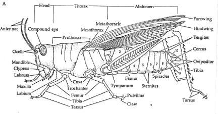 structures; - Compared to crustacea, Abdominal appendages have been lost System of tubes that deliver oxygen directly to
