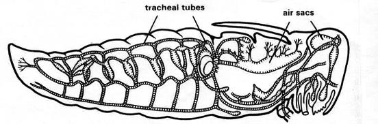 ! Air taken into spiracles (by action of abdominal muscles) into tracheal tubes then to tracheoles and finally to