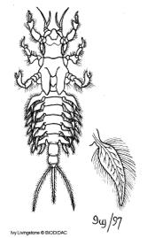 2. Hemimetabolous Dragonfly naiad mayfly Immature aquatic stage, or
