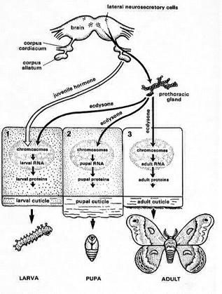 hormonal control of metamorphosis - PTTH produced by cells in the