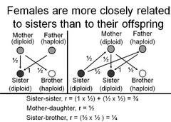 Inclusive fitness: Haplodiploidy: 1 Males are 1N, females 2N There is an asymmetrical degree of relationship Mothers are 1/2 related to
