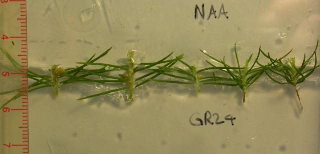 107 2000; Crawford et al., 2010). When GR24 is supplied in the absence of an auxin source, whether natural (e.g.