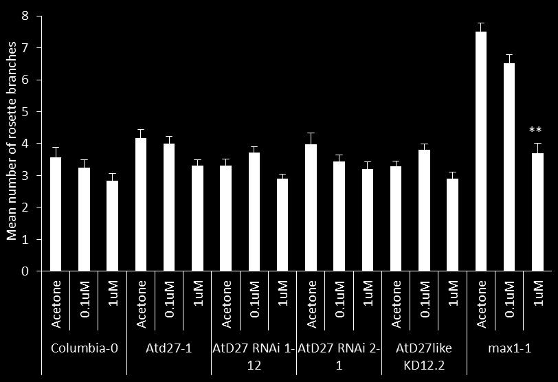 193 If the Atd27 mutation results in decreased biosynthesis of strigolactones, it would be expected that supplementing Atd27 plants with strigolactones would reduce their more-branchy phenotype.