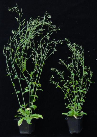 28 Cauline Rosette Wild type branching max mutant branching A B Figure 1-3. Branching pattern in Arabidopsis thaliana wild type and max mutants.