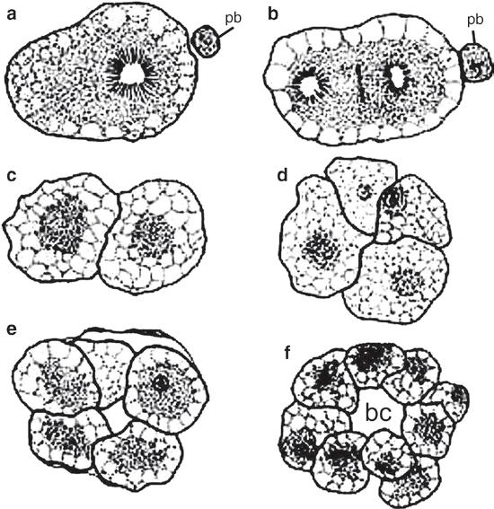 42 2 Development of Sponges from the Class Hexactinellida Schmidt, 1870 Fig. 2.5 Schematic drawing of cleavage and early stages of embryonic morphogenesis in Oopsacas minuta.
