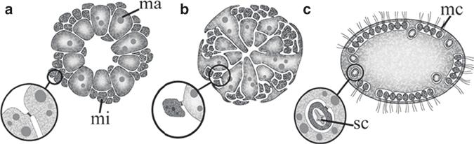 2.2 Embryonic Development 43 Fig. 2.6 Schematic drawing of different stages in larval morphogenesis of Oopsacas minuta.