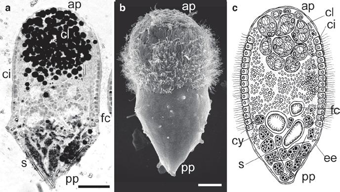 44 2 Development of Sponges from the Class Hexactinellida Schmidt, 1870 cytoplasmic bridges, later fuse into a choanosyncytium, consisting of several collar bodies about 30 µm in diameter in O.