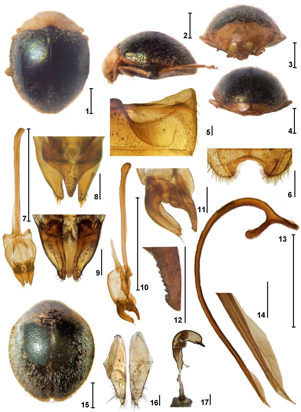 FIGURES 1 17. Zenoria limitrophi sp. nov. 1 14: Holotype male; 15 17: female.