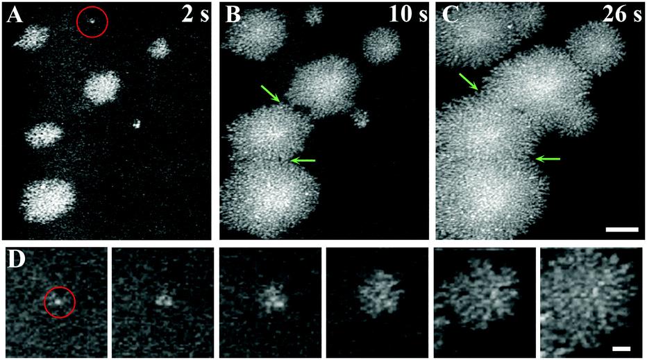 deposition can explain dendritic morphologies of Pt nanoparticles Bibliography about in