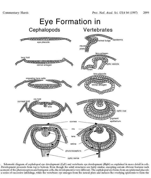 distinct. Give two possible scenarios for the evolution of complex eyes in the three groups. 6.