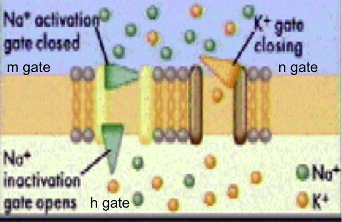 MEMBRANE ION CHANNELS Na Channel 2 gates - Activation Gate (M Gate) close at