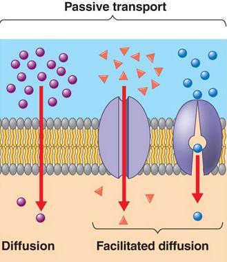Transport Across Cell Membrane Passive transport (Doesn t Require Energy) Diffusion: Molecules move freely across a membrane from regions of higher concentration to regions of lower concentration to