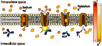 Transport Across Cell Membrane Active transport (Requires Energy): Active