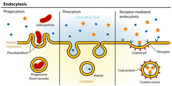 Transport Across Cell Membrane Endocytosis is the process by which cells absorb molecules