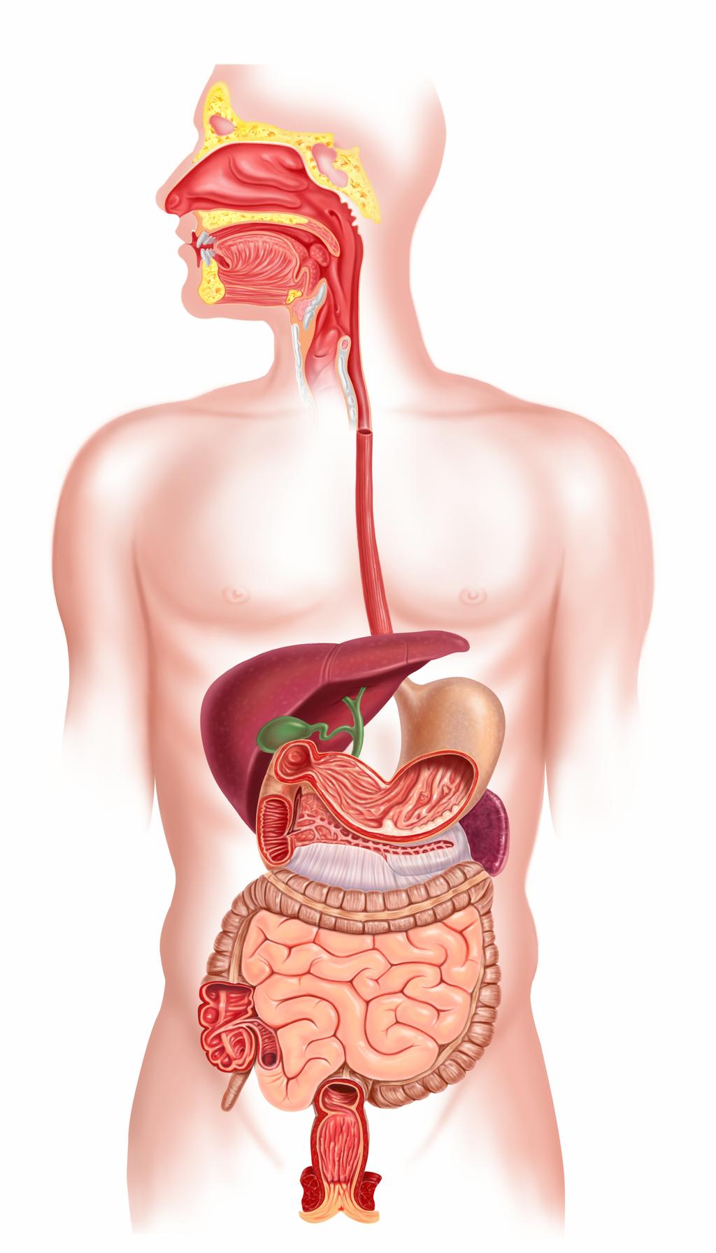 Physiological Factors Location Digestive tract region & microenvironment / niche Mucus layer vs.