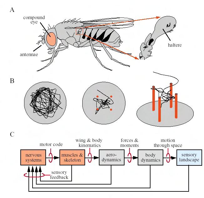 Example #2: Insect Flight Flight behavior in Drosophila (a) Cartoon of the adult fruit fly showing the three major sensor strictures used in flight: eyes, antennae,