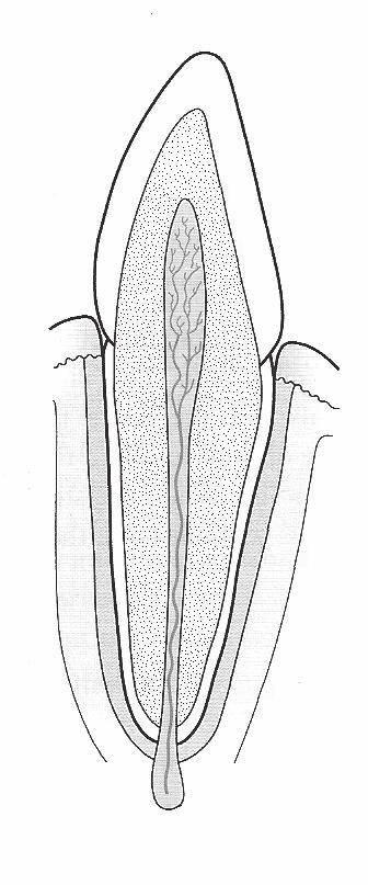 4 he diagram shows the structure of a tooth A B Adapted from Biology Lives by Morton Jenkins, published by Hodder & Stoughton, 2001.
