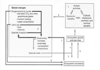 Community effects on ecosystem processes CMM Chap. 12