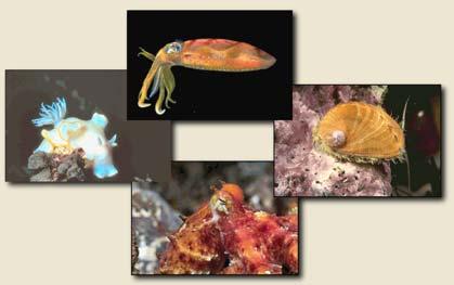 Phylum Mollusca 1 Extant Animalia ~1,300,000 species Parazoa (1.2%) Radiata (0.9%) Protostomia (3.9%) Platyzoa (2.2%) Platyhelminthes (1.9%) Others (0.3%) Lophotrochozoa (9.8%) Mollusca (8.