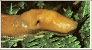 Terrestrial - slugs 34