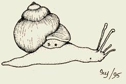 Snail Shell Anus Foot Pneumostome Tentacle (Eye