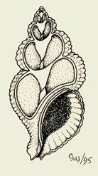 Whorl Suture Columella Aperture 38 Snail - Digestion