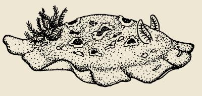 Nudibranchs Gill Rhinopore (Posterior tentacle) Mantle Foot 43 Mollusc