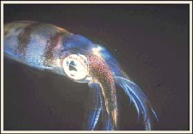 Cephalopoda Bivalvia Cephalopoda (Autapomorphies) Closed circulatory system Ink