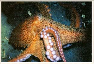 Adaptations as predators 46 Cephalopoda Posterior surface Right Ventral